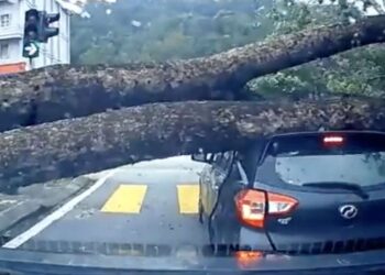 myvi tree fall