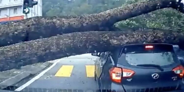 myvi tree fall